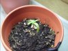 shitty plant 3.jpg shitty plant 3.jpg