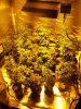Plants all in.jpg