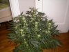DSCN2617.jpg