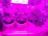 Grow1-wk-6-before-trim.jpg