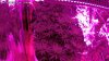 Grow2-wk-8-3.jpg