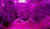 Grow2-wk-10-1.jpg
