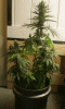 treecab7.gif
