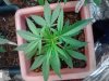 Jack The Ripper#2 veg. 11-08.jpg
