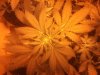day 24 seedling 4.jpg