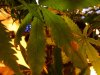IMG_0080.jpg IMG_0080.jpg