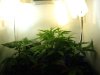 CFLS distance from canopy.jpg