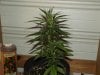 white widow grow 004.jpg