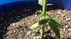 20131109_131549.jpg 20131109_131549.jpg