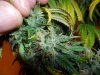 grow 792.jpg