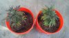 IMAG0315-both.jpg