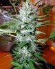 Magic Bud.jpg