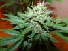 Magic Bud 2.jpg