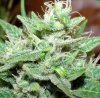 magicbud2.jpg