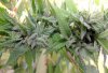 Mendo haze.jpg