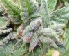 mendohaze2.jpg