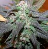 NirvanaJackHerer.jpg