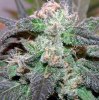 NirvanaJackHerer2.jpg