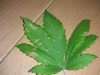 DSCN1295.jpg