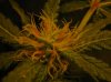 PLANTS 017.jpg