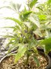 November Bird Pineapple 001.jpg