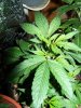 November Bird Pineapple 016.jpg