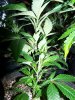 November Bird Pineapple 022.jpg