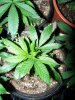 November Bird Pineapple 028.jpg