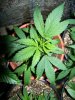 November Bird Pineapple 029.jpg