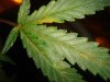 DSC04006.jpg