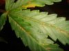 DSC04004.jpg