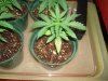 DSC01300.jpg
