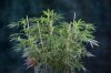 Qauntum Kush d-17 (1 of 7).jpg