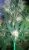 IMAG0035.jpg IMAG0035.jpg