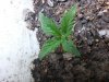 20131108_133817.jpg 20131108_133817.jpg