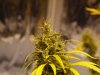 GROW_11.11.13 010.jpg