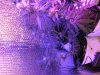 IMG_0999.jpg