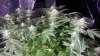 Hindu colas new.jpg