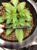 bb_leaf.jpg