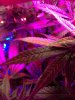 leaf.jpg