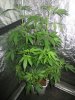 IMG_0044 - Copy.JPG