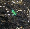seedl1.jpg