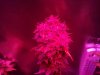 Big Bang Bud.jpg