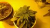 IMAG0023_BURST002.jpg