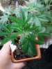 Grape -48 veg. 11-17.jpg