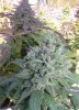 Magicxpurplediesel.jpg