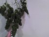 G13 Haze Harvest.jpg