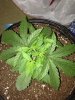 IMG_1788.jpg