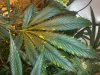 20131119_084146.jpg 20131119_084146.jpg