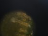 DSC03635.jpg